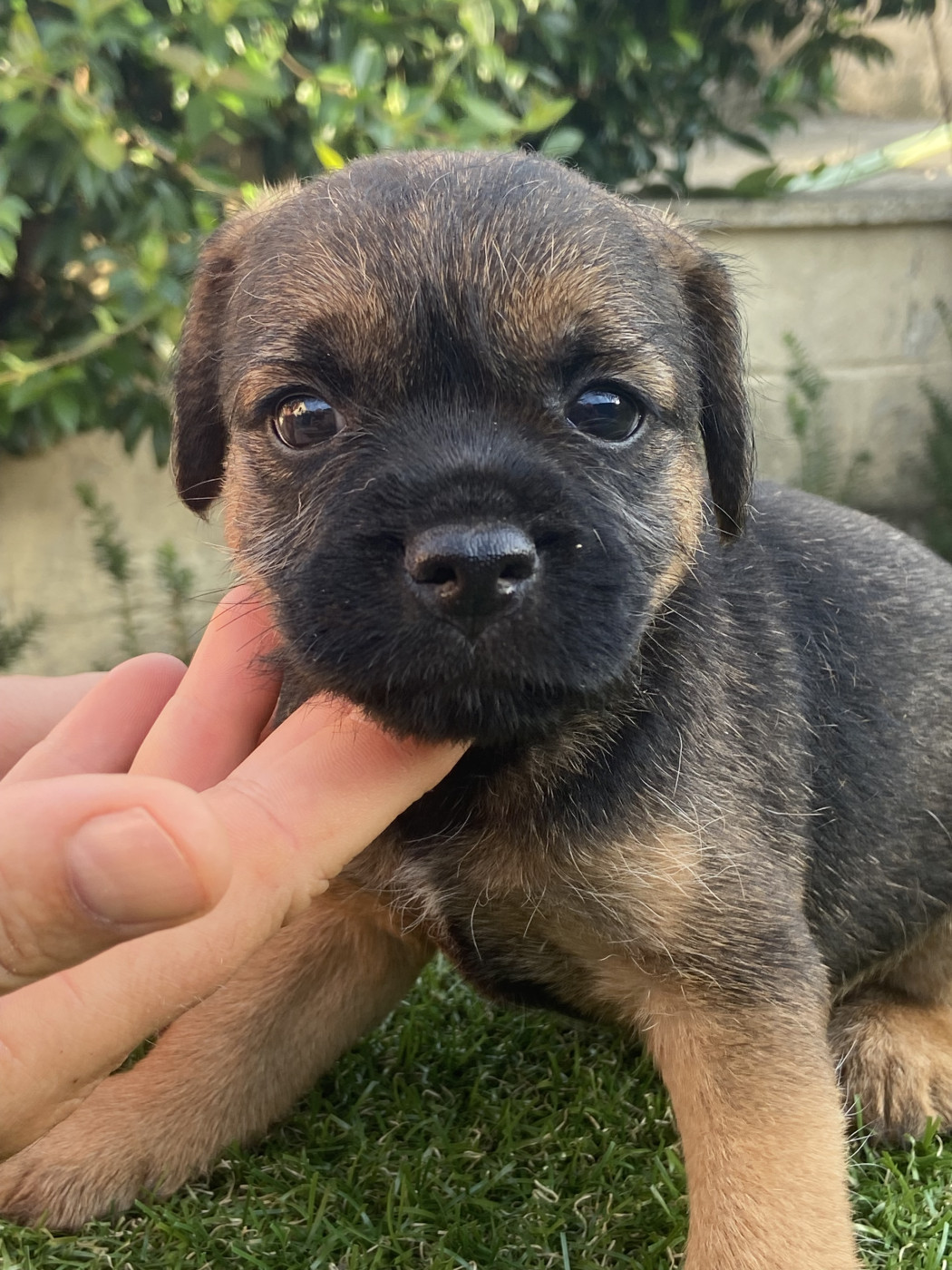 Du Noir D'Ivoire - Chiots disponibles - Border Terrier